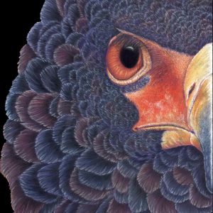bateleur-eagle-print-lori-corbett-whispering-eagle-studio