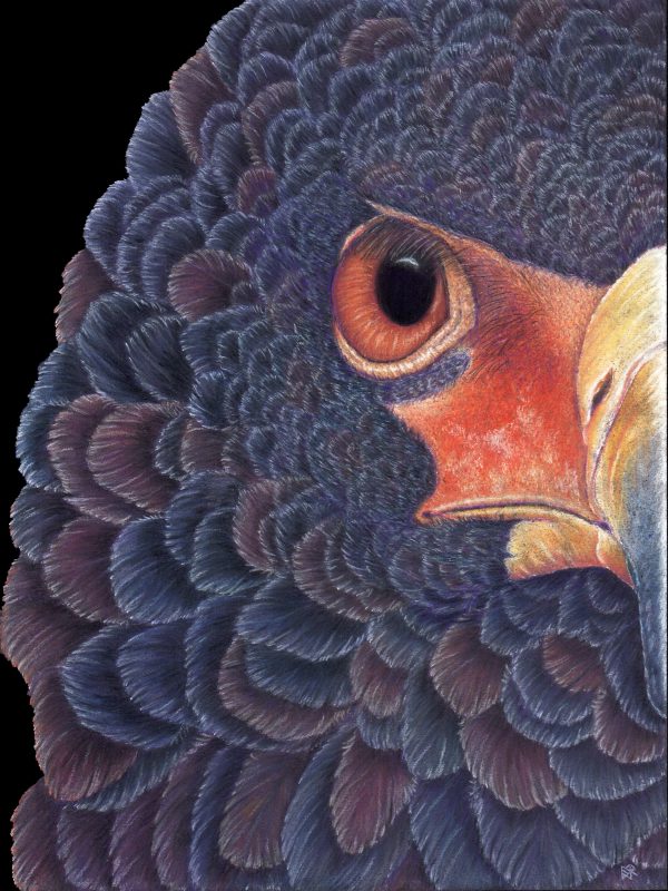 bateleur-eagle-print-lori-corbett-whispering-eagle-studio