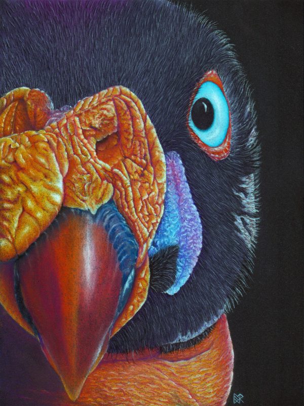 king-vulture-lori-corbett-whispering-eagle-studio